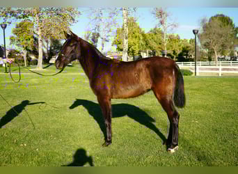 Andaluso, Giumenta, 2 Anni, 142 cm, Baio ciliegia