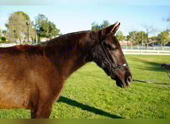 Andaluso, Giumenta, 2 Anni, 142 cm, Baio ciliegia