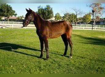 Andaluso, Giumenta, 2 Anni, 142 cm, Baio ciliegia