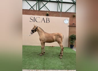 Andaluso, Giumenta, 2 Anni, 150 cm, Overo-tutti i colori