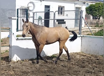 Andaluso, Giumenta, 2 Anni, 154 cm, Falbo