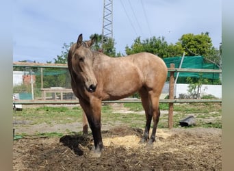 Andaluso, Giumenta, 2 Anni, 154 cm, Falbo
