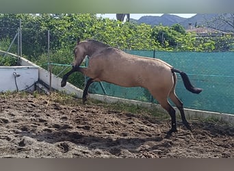 Andaluso, Giumenta, 2 Anni, 154 cm, Falbo