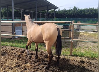Andaluso, Giumenta, 2 Anni, 154 cm, Falbo