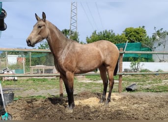 Andaluso, Giumenta, 2 Anni, 154 cm, Falbo