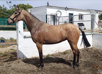Andaluso, Giumenta, 2 Anni, 154 cm, Falbo