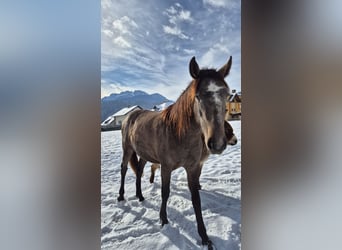 Andaluso, Giumenta, 2 Anni, 155 cm, Baio