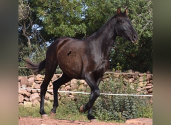 Andaluso, Giumenta, 2 Anni, 160 cm, Morello