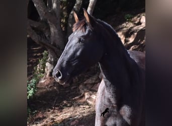 Andaluso, Giumenta, 2 Anni, 160 cm, Morello