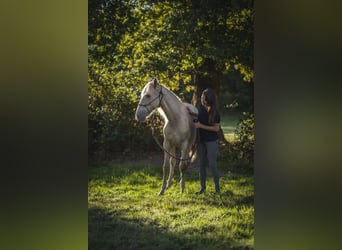 Andaluso, Giumenta, 2 Anni, 162 cm, Pearl