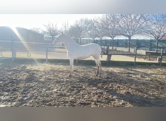 Andaluso, Giumenta, 2 Anni, 162 cm, Perlino