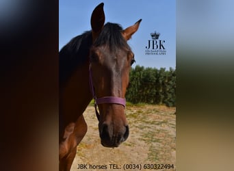 Andaluso, Giumenta, 2 Anni, 164 cm, Baio