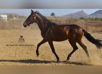 Andaluso, Giumenta, 2 Anni, 164 cm, Baio