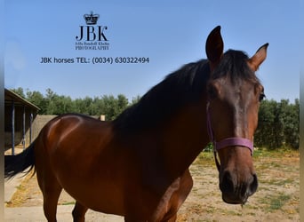 Andaluso, Giumenta, 2 Anni, 164 cm, Baio