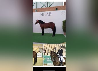 Andaluso, Giumenta, 2 Anni, 168 cm, Baio ciliegia