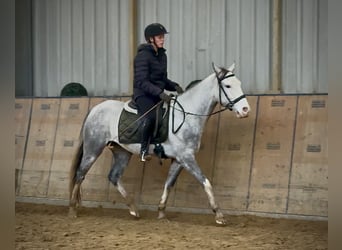 Andaluso, Giumenta, 3 Anni, 150 cm, Grigio pezzato