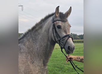 Andaluso, Giumenta, 3 Anni, 155 cm, Falbo baio