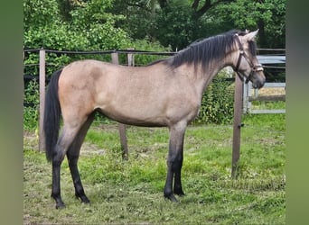 Andaluso, Giumenta, 3 Anni, 155 cm, Falbo baio