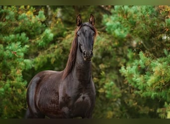 Andaluso, Giumenta, 3 Anni, 155 cm, Morello
