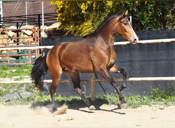 Andaluso, Giumenta, 3 Anni, 157 cm, Falbo
