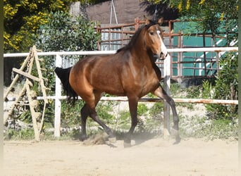 Andaluso, Giumenta, 3 Anni, 157 cm, Falbo