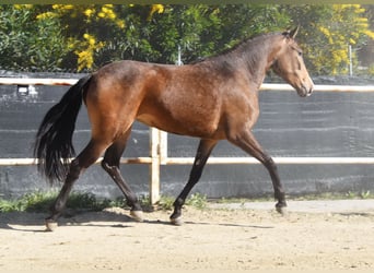 Andaluso, Giumenta, 3 Anni, 157 cm, Falbo