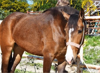 Andaluso, Giumenta, 3 Anni, 157 cm, Falbo