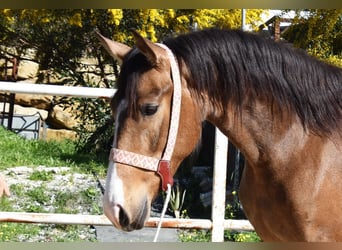 Andaluso, Giumenta, 3 Anni, 157 cm, Falbo