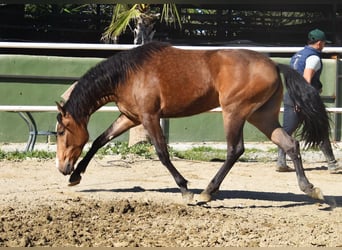 Andaluso, Giumenta, 3 Anni, 157 cm, Falbo
