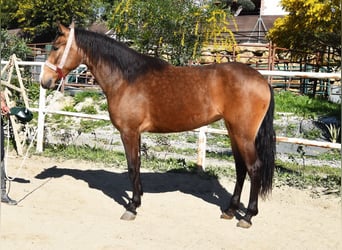 Andaluso, Giumenta, 3 Anni, 157 cm, Falbo