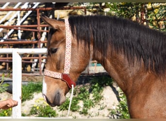 Andaluso, Giumenta, 3 Anni, 157 cm, Falbo