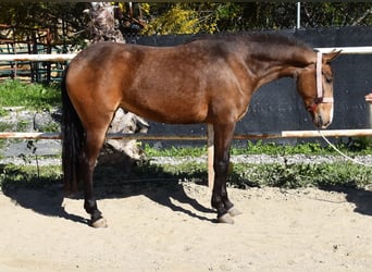 Andaluso, Giumenta, 3 Anni, 157 cm, Falbo