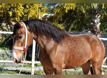 Andaluso, Giumenta, 3 Anni, 157 cm, Falbo