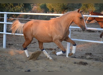 Andaluso, Giumenta, 3 Anni, 157 cm, Palomino