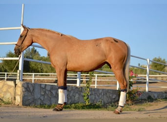 Andaluso, Giumenta, 3 Anni, 157 cm, Palomino