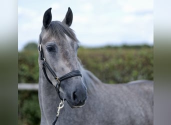 Andaluso, Giumenta, 3 Anni, 158 cm, Leardo