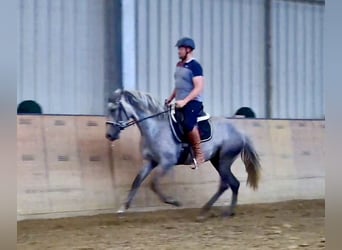 Andaluso, Giumenta, 3 Anni, 158 cm, Leardo