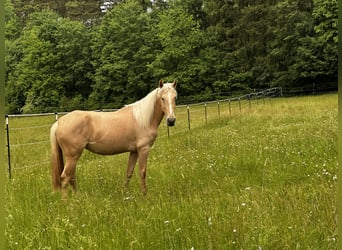 Andaluso Mix, Giumenta, 3 Anni, 158 cm, Palomino