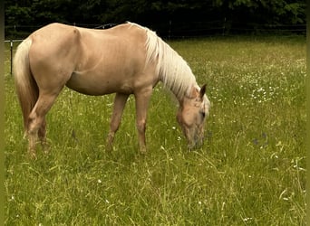 Andaluso Mix, Giumenta, 3 Anni, 158 cm, Palomino
