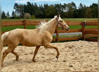 Andaluso Mix, Giumenta, 3 Anni, 158 cm, Palomino