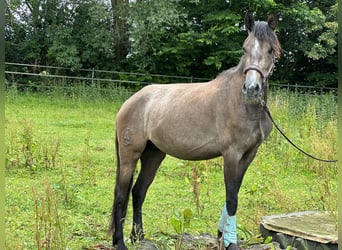 Andaluso Mix, Giumenta, 3 Anni, 159 cm, Roano rosso