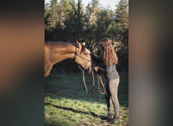 Andaluso, Giumenta, 3 Anni, 160 cm, Falbo