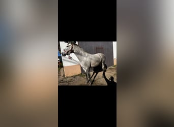 Andaluso, Giumenta, 3 Anni, 160 cm, Grigio