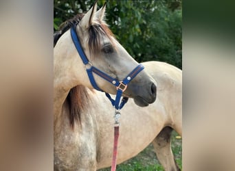 Andaluso Mix, Giumenta, 3 Anni, 160 cm, Pelle di daino