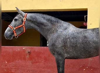 Andaluso, Giumenta, 3 Anni, 161 cm, Grigio