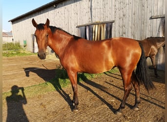 Andaluso, Giumenta, 3 Anni, 164 cm, Baio