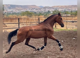 Andaluso, Giumenta, 3 Anni, 164 cm, Baio