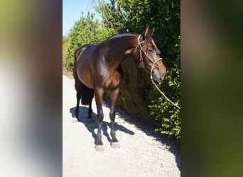 Andaluso, Giumenta, 4 Anni, 152 cm, Baio ciliegia