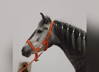 Andaluso, Giumenta, 4 Anni, 152 cm, Grigio