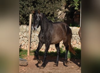 Andaluso, Giumenta, 4 Anni, 154 cm, Grigio